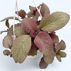 Episcia ‘Joy Sweet Pink’