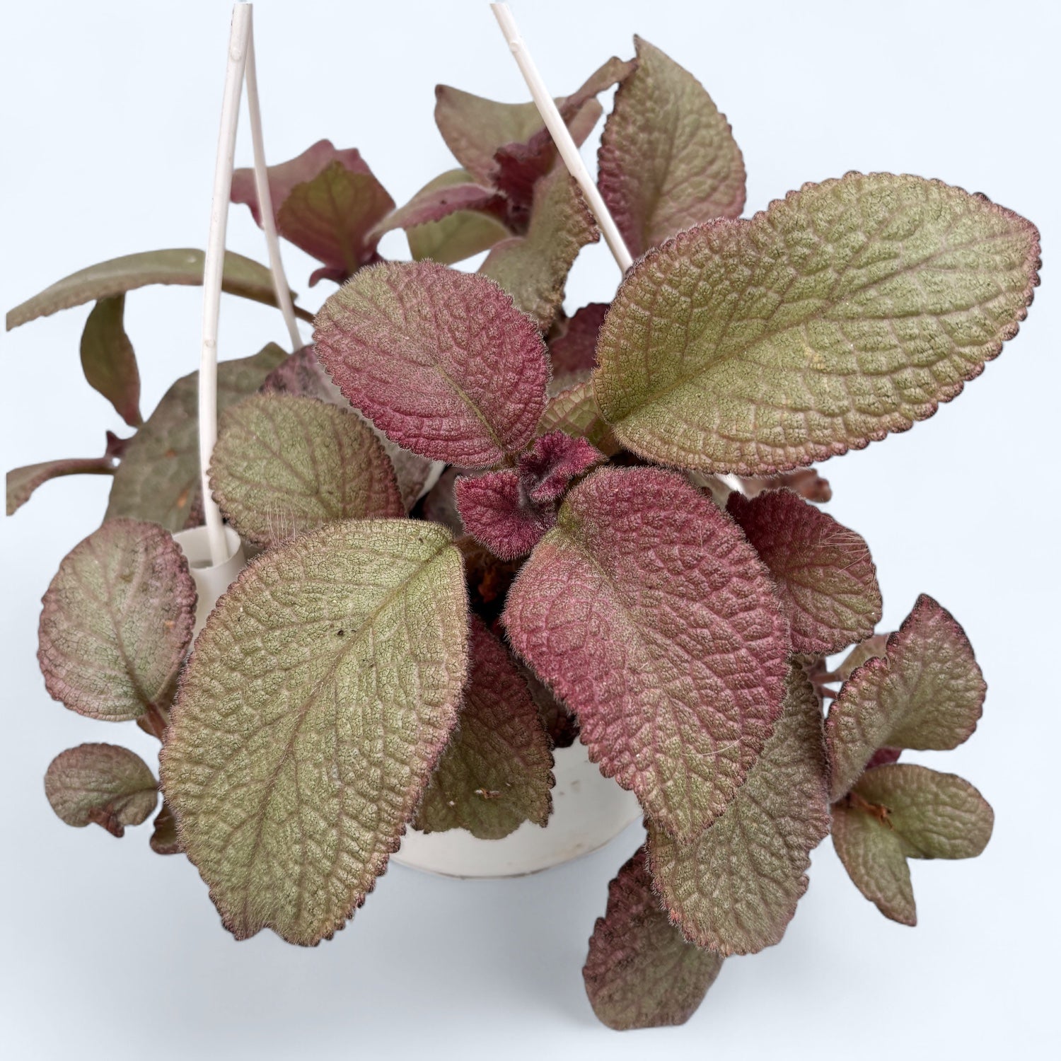 Episcia ‘Joy Sweet Pink’