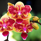 Phalaenopsis Sogo Yellowtris (peloric) parfumat