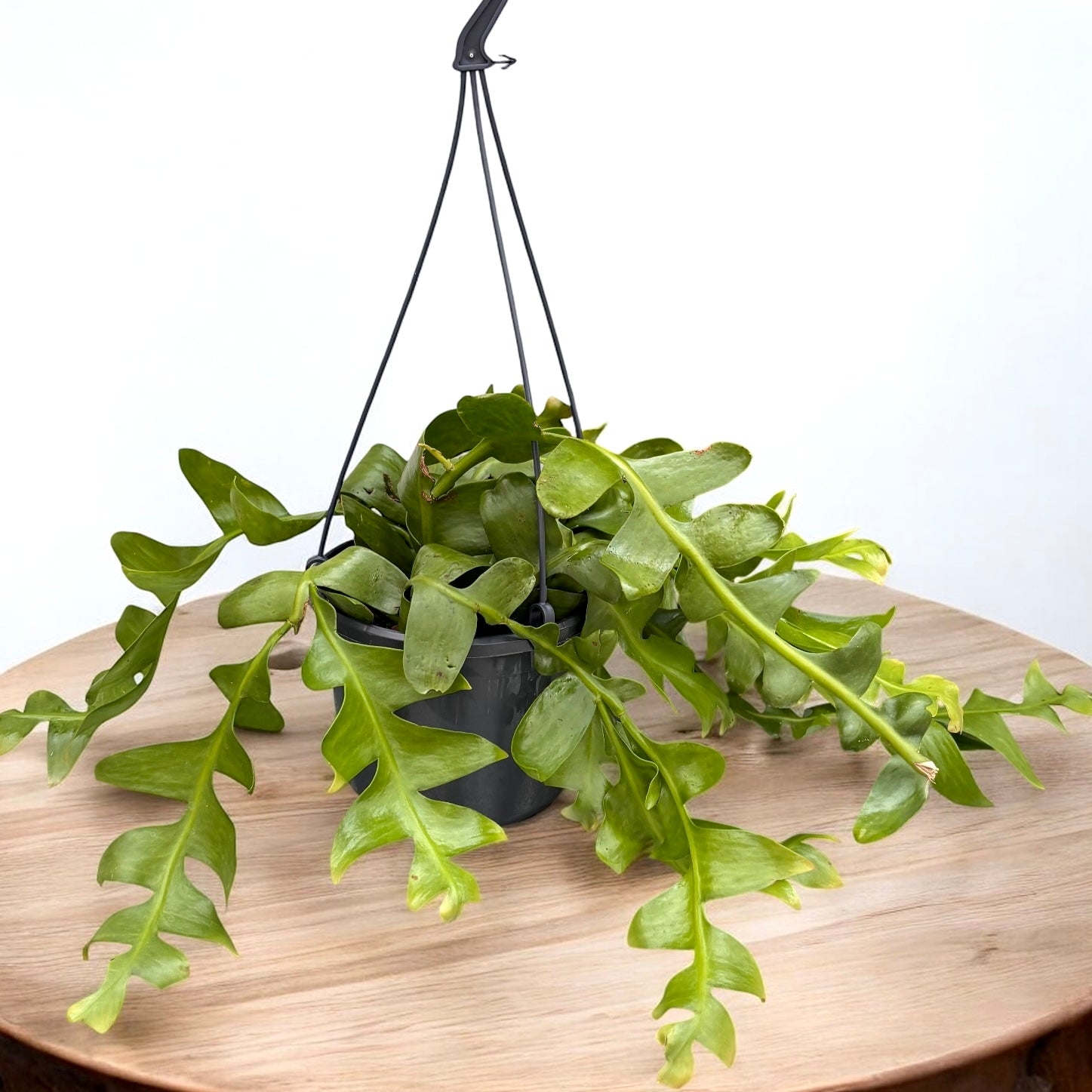 Selenicereus (Epiphyllum) chrysocardium - flori parfumate, exemplare mari