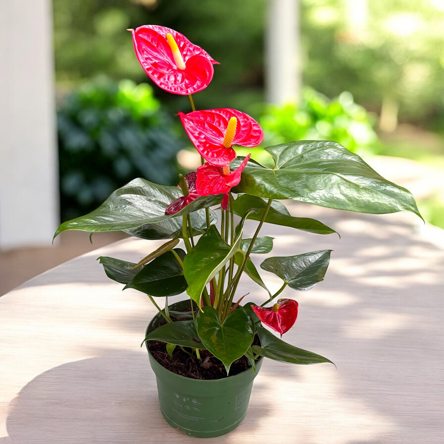 anthurium dakota xl Anthurium Arebo (flori XL) – Secret Garden Plant Shop