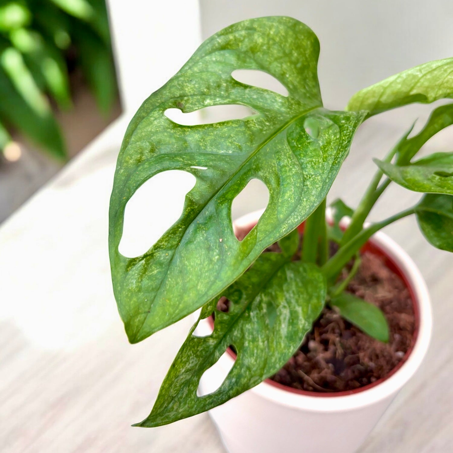 monstera adansonii feng shui Monstera adansonii 'Mint' (Mottled variegation) – Secret Garden Plant Shop