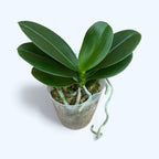 Phalaenopsis Lioulin Szőlő (pelorikus)