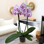Phalaenopsis Storyline big lip