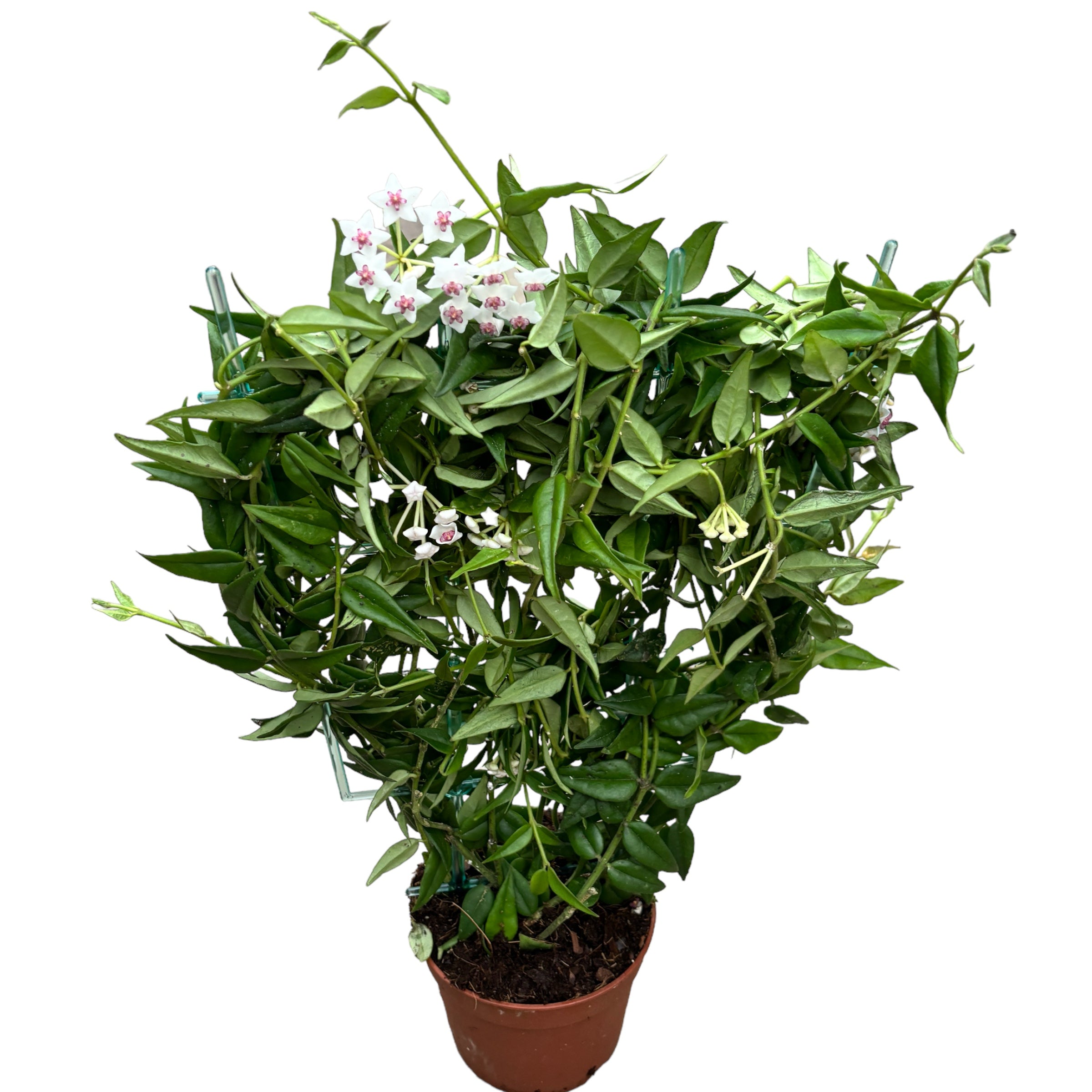 Hoya bella (Lacrima Maicii Domnului)