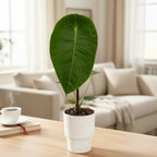 Anthurium peltigerum - specie botanica rara cu frunze texturate si aspect exotic