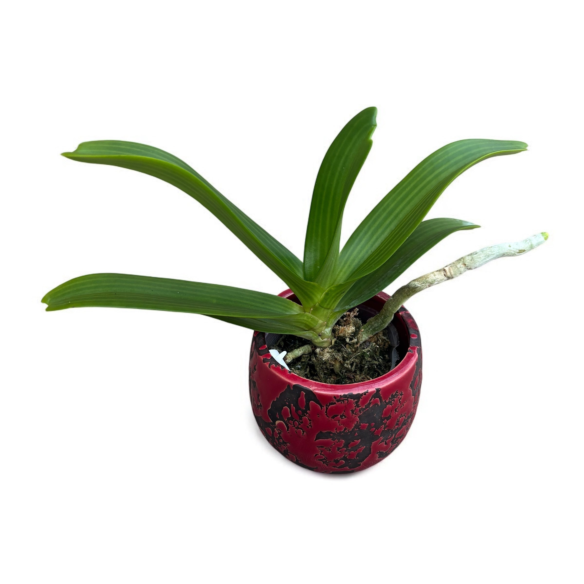 Rhynchostylis gigantea 'Orange' - fragrant flowers