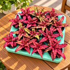 Cryptanthus ‘Red Star’ (Aardster)