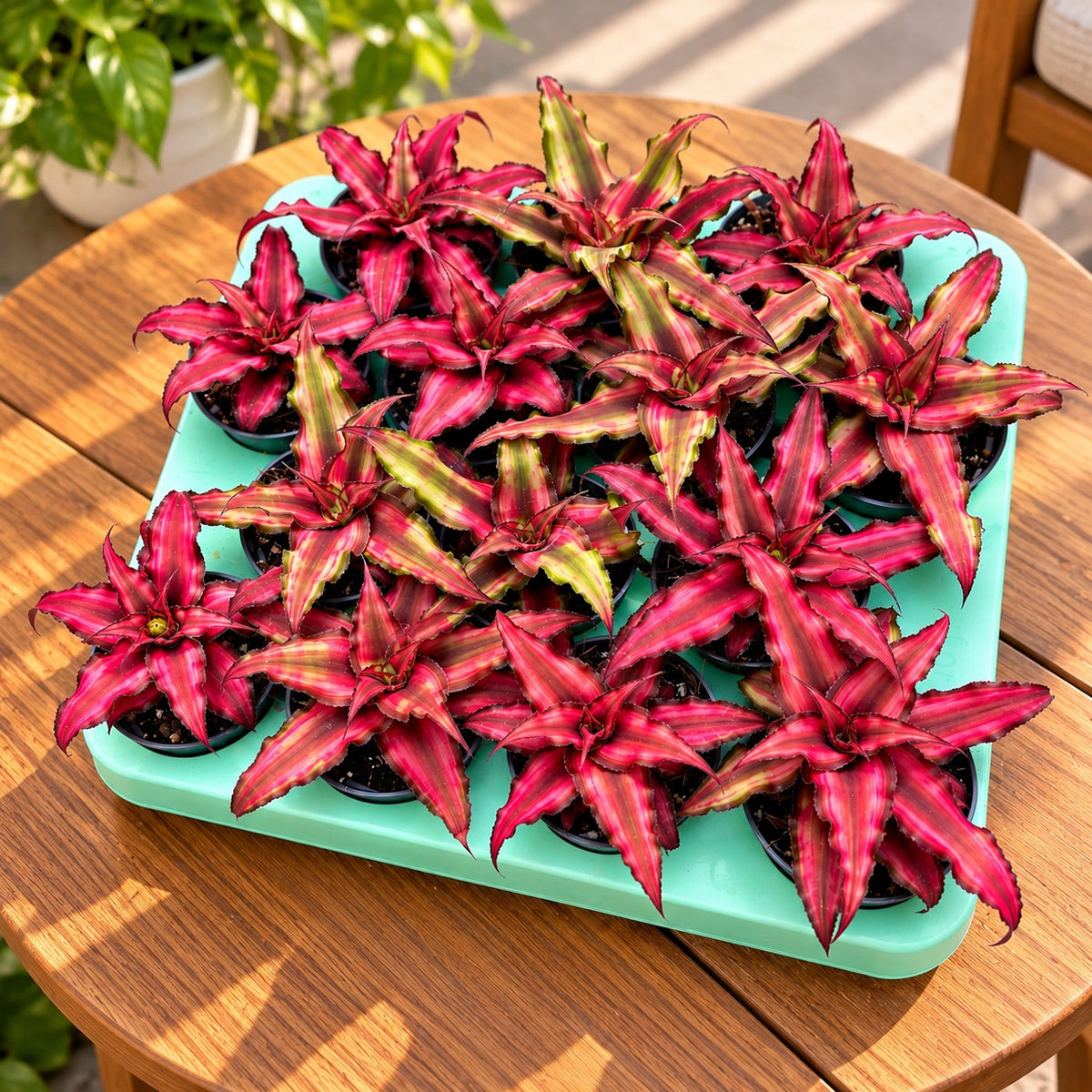Cryptanthus «Red Star» (Αστέρι της Γης)