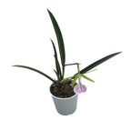Brassocattleya Nakornpathome Silver (fiori intensamente profumati)
