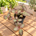 Episcia cupreata 'Tierra Plata'
