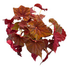 Бегония Амбър Лъв