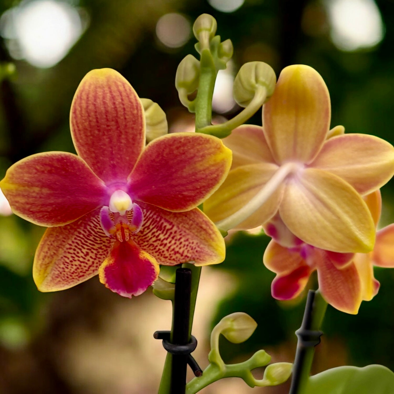 Phalaenopsis I-Hsin Golden Tangerine Ice - flori parfumate