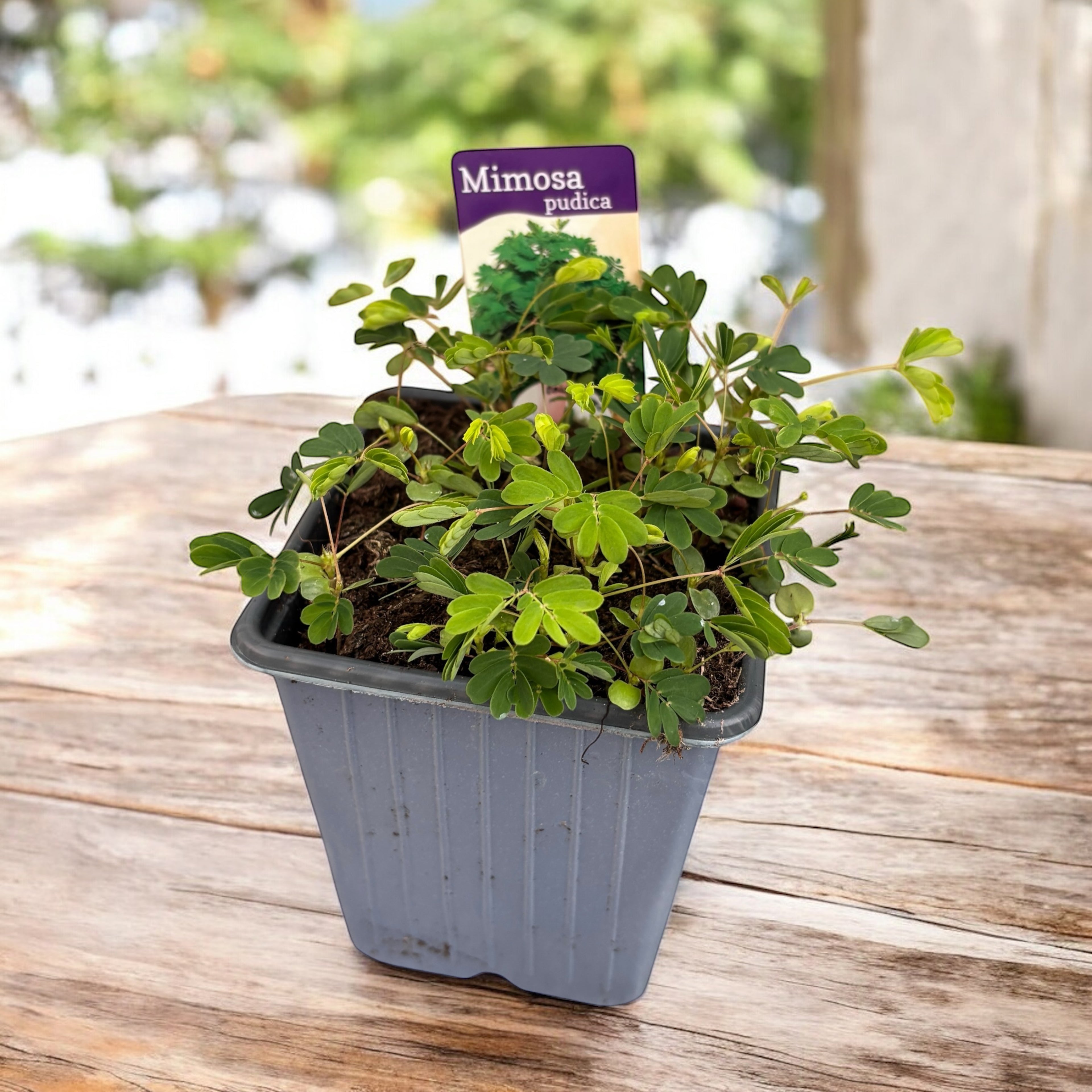 Mimosa pudica – Mimoza, planta „Nu ma atinge”