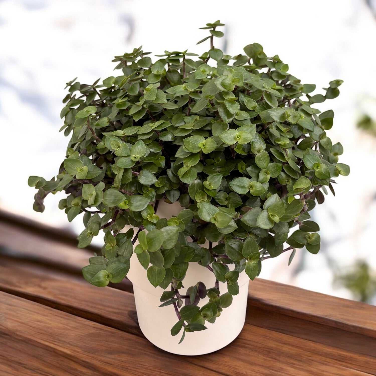 Callisia repens – planta curgatoare cu frunzis delicat si usor irizat, perfecta pentru spatii mici