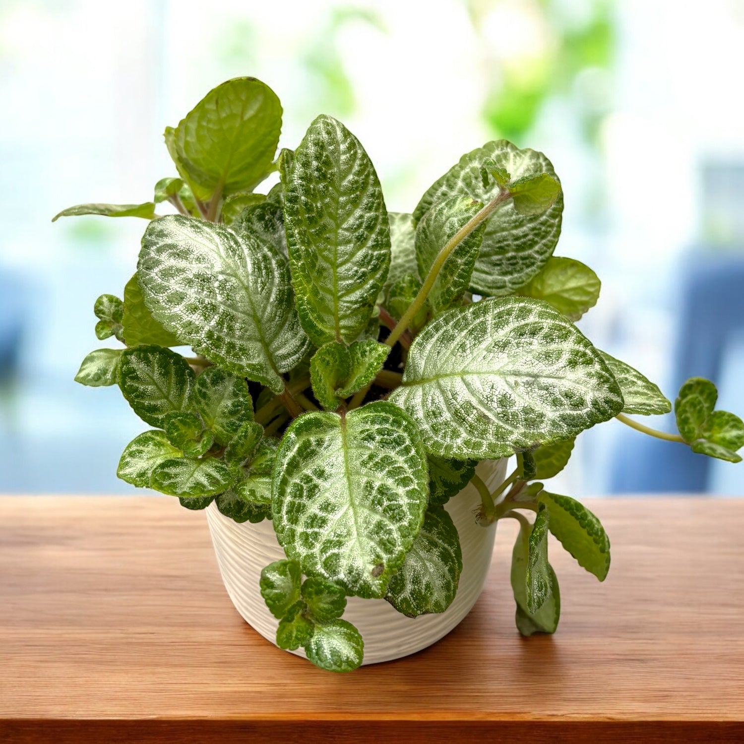 Episcia cupreata 'Spring Fling'