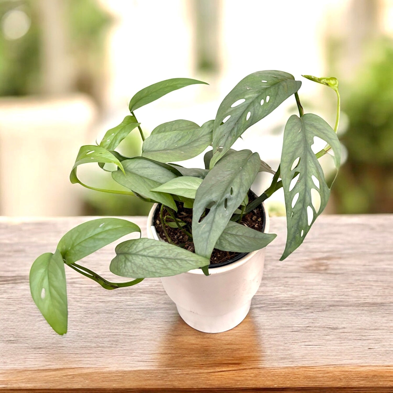 観葉植物 Monstera Borsigiana Cebublue mint