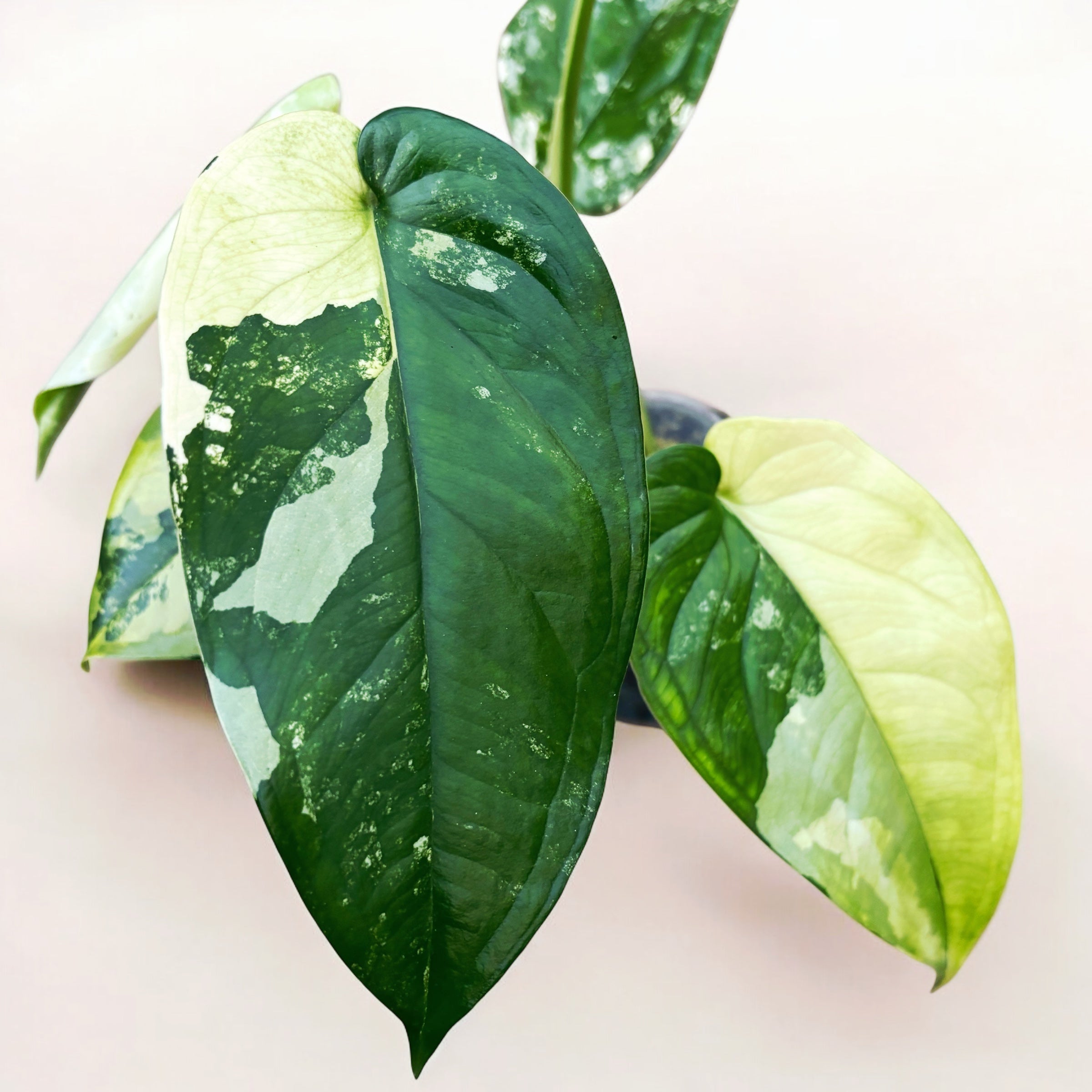 Syngonium chiapense 'Variegata'