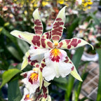 Aliceara Renaissance 'White' - profumata