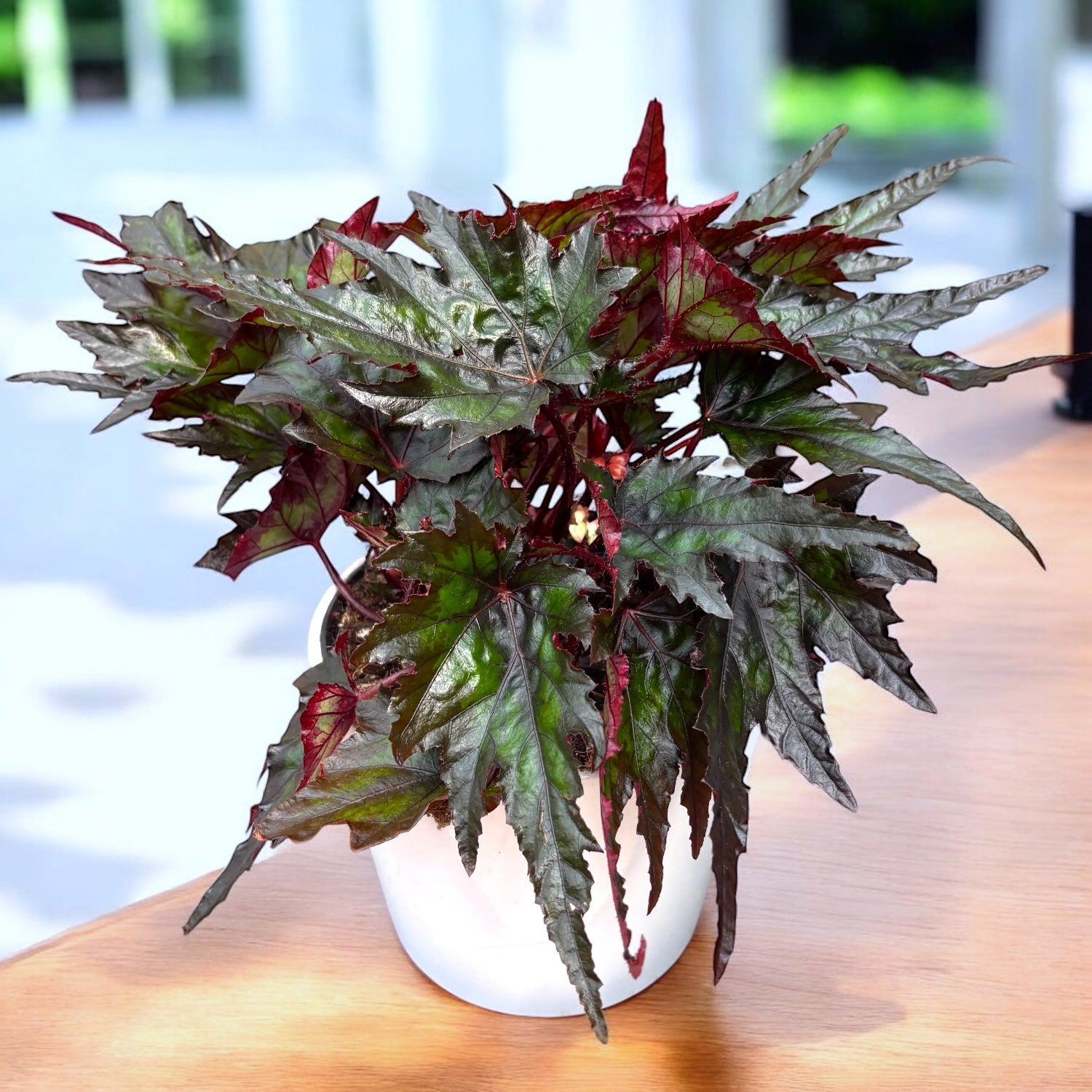 Begonia 'Jungle Wonder Ebony'