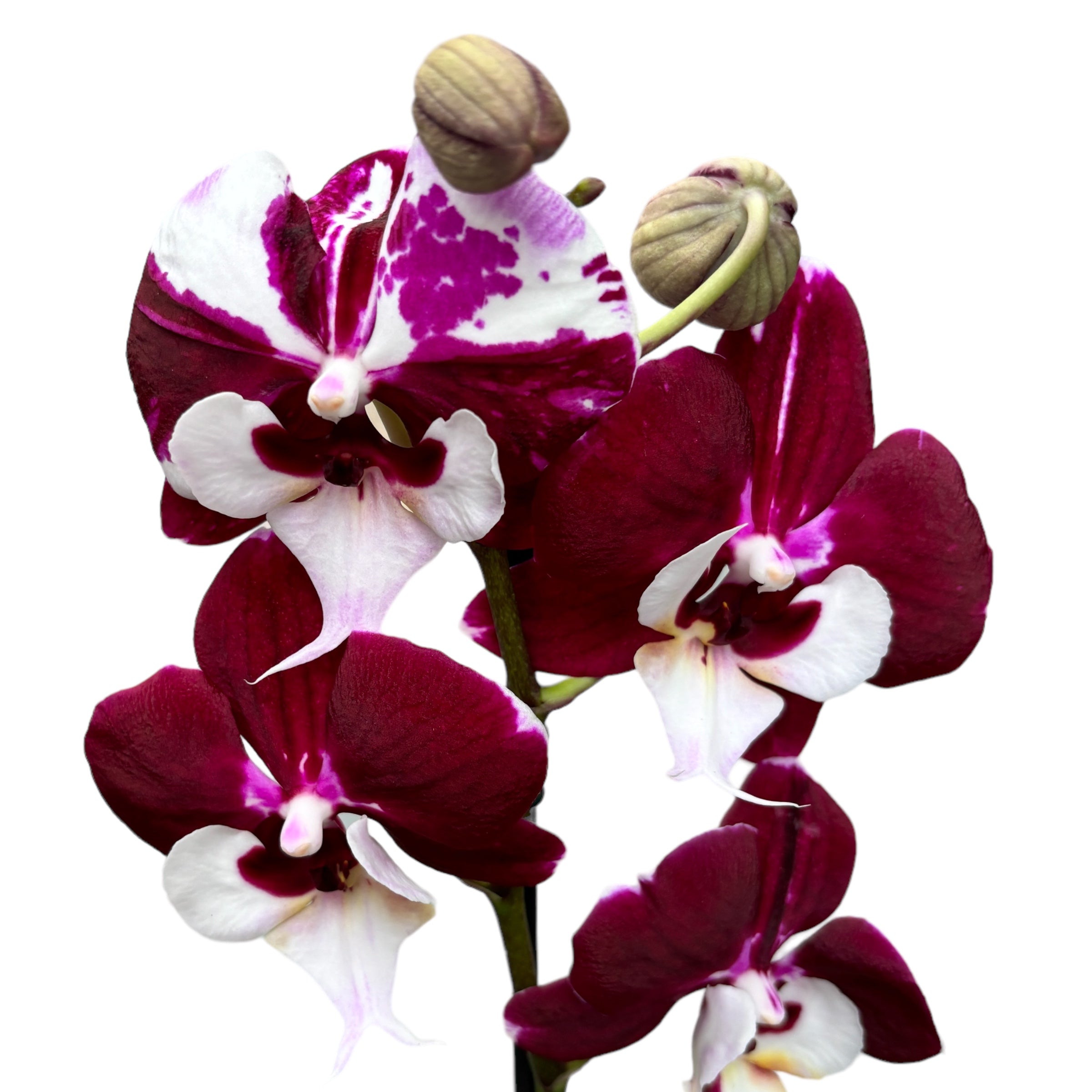 Phalaenopsis White Lip