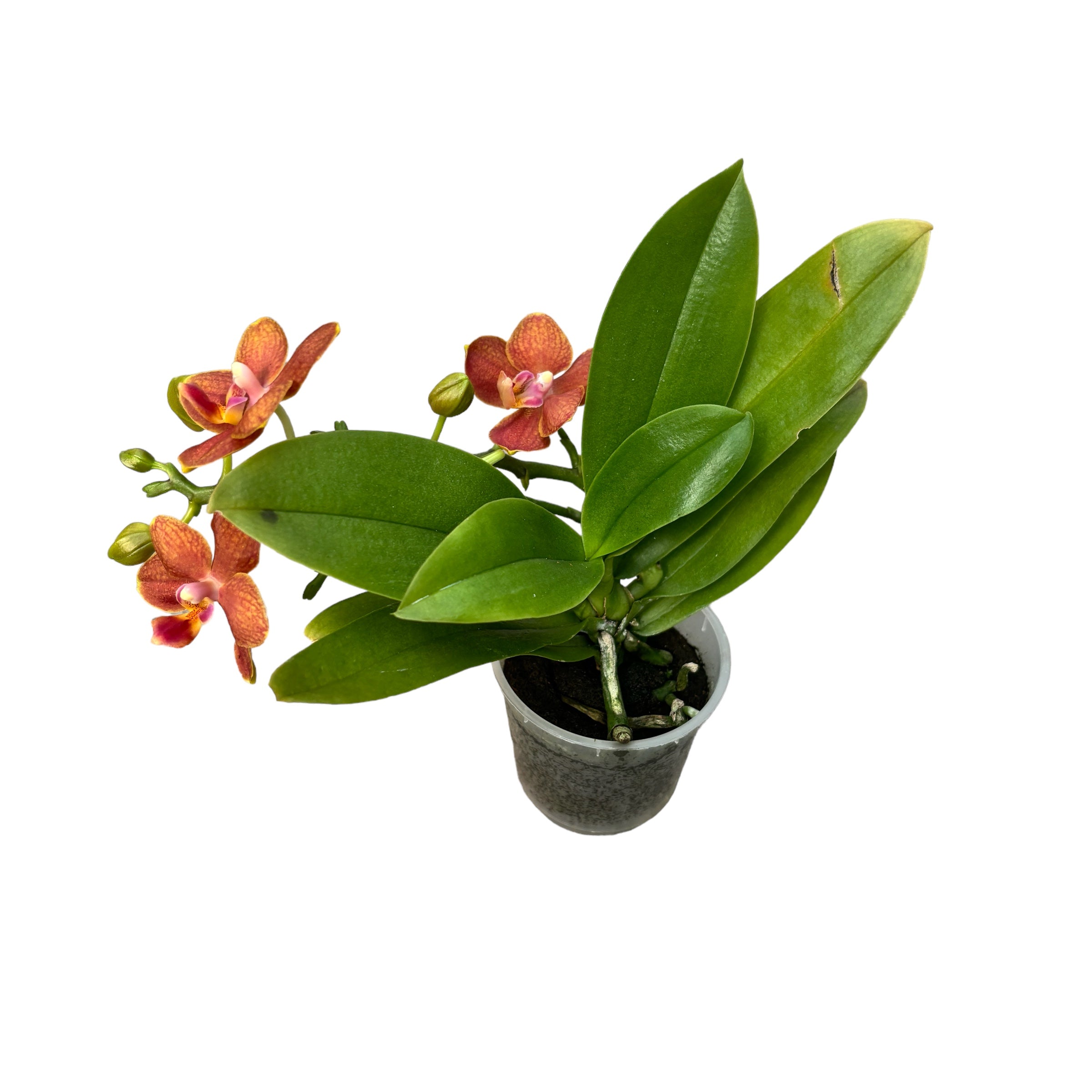 Phalaenopsis mini Arancione - fiori profumati