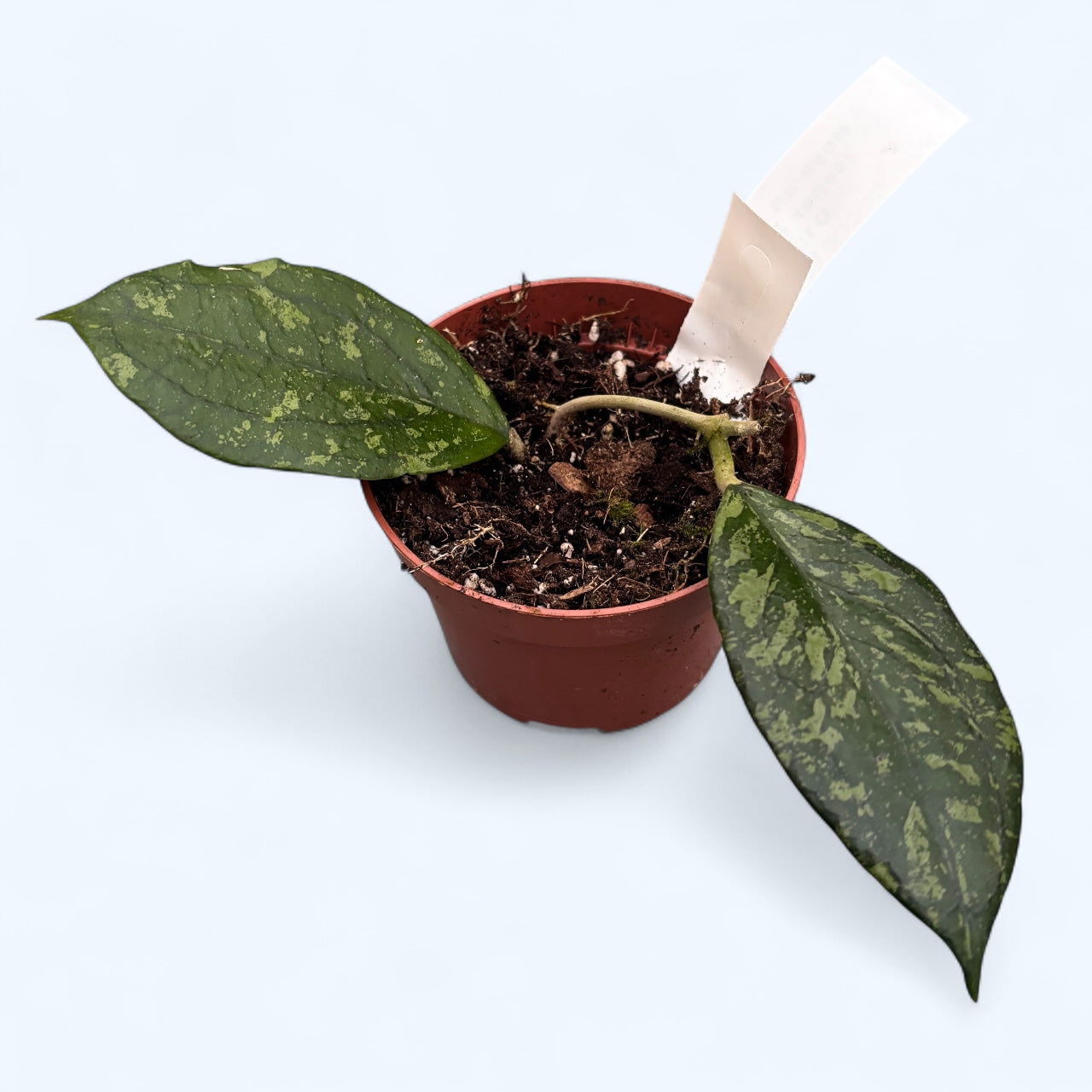 Hoya aff. vitellina (super splash)