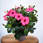 Hibiscus rosa-sinensis Venetie Pink - exemplare XL