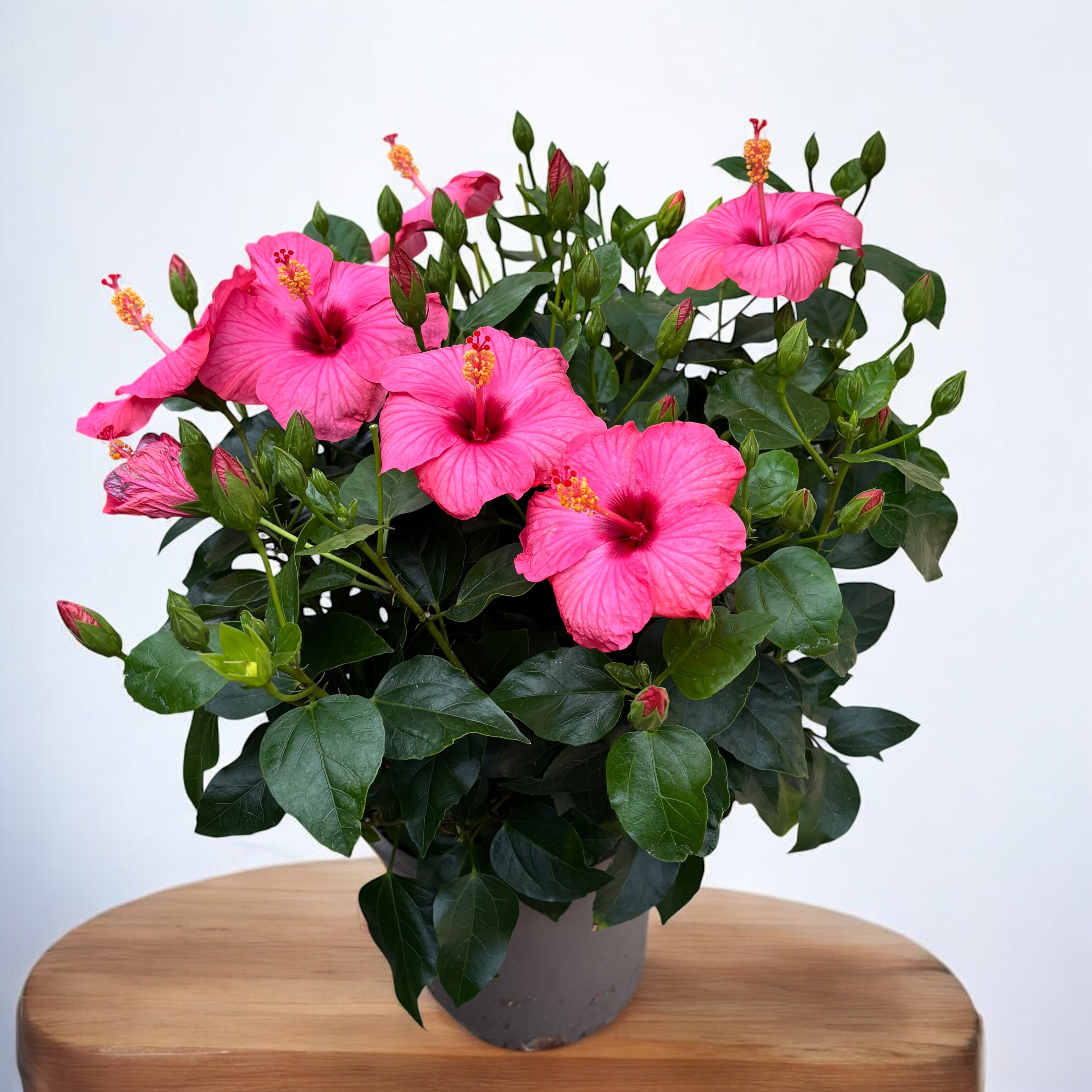 Hibiszkusz rosa-sinensis Venetie Pink - XL példányok