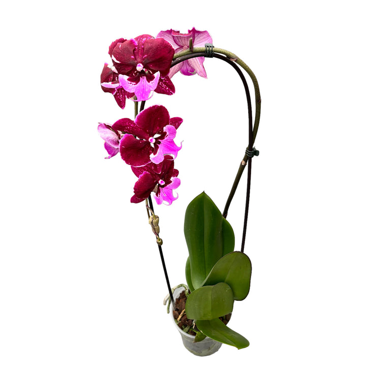 Phalaenopsis Chia-Shing Hot Kiss '256' (NL)