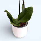 Phalaenopsis Hanni (frunze marmorate)