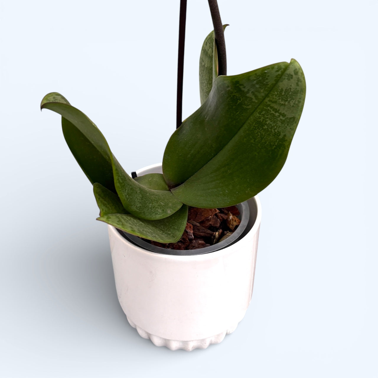 Phalaenopsis Hanni (frunze marmorate)