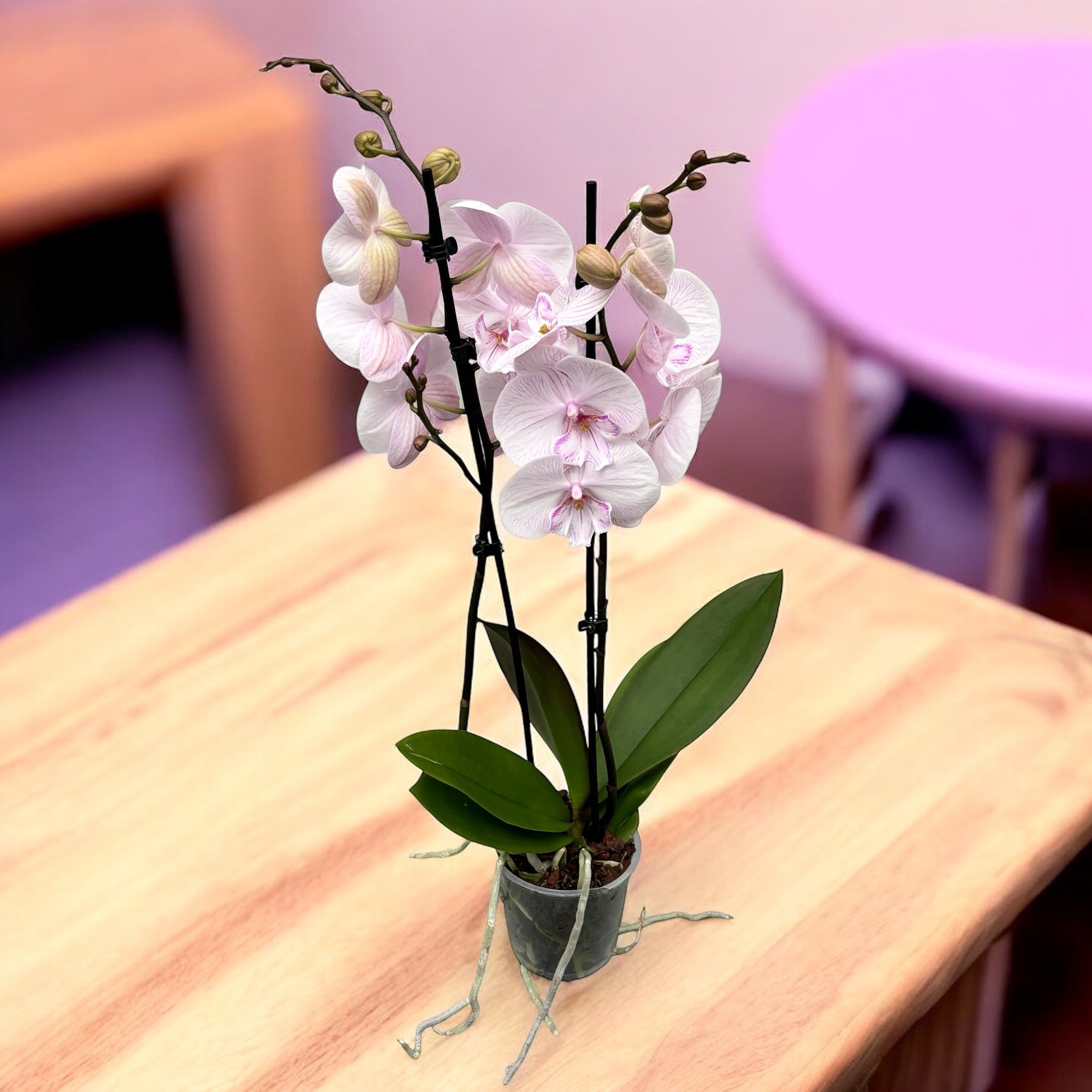 Phalaenopsis 'Manta Ambon' große Lippe