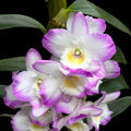 Dendrobium Millionaire ‘Fine Dream’ - profumato