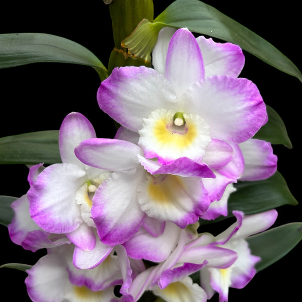 Dendrobium Millionaire 'Fine Dream' - duftend