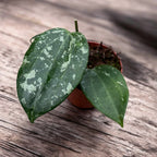 Hoya latifolia 'Splash'