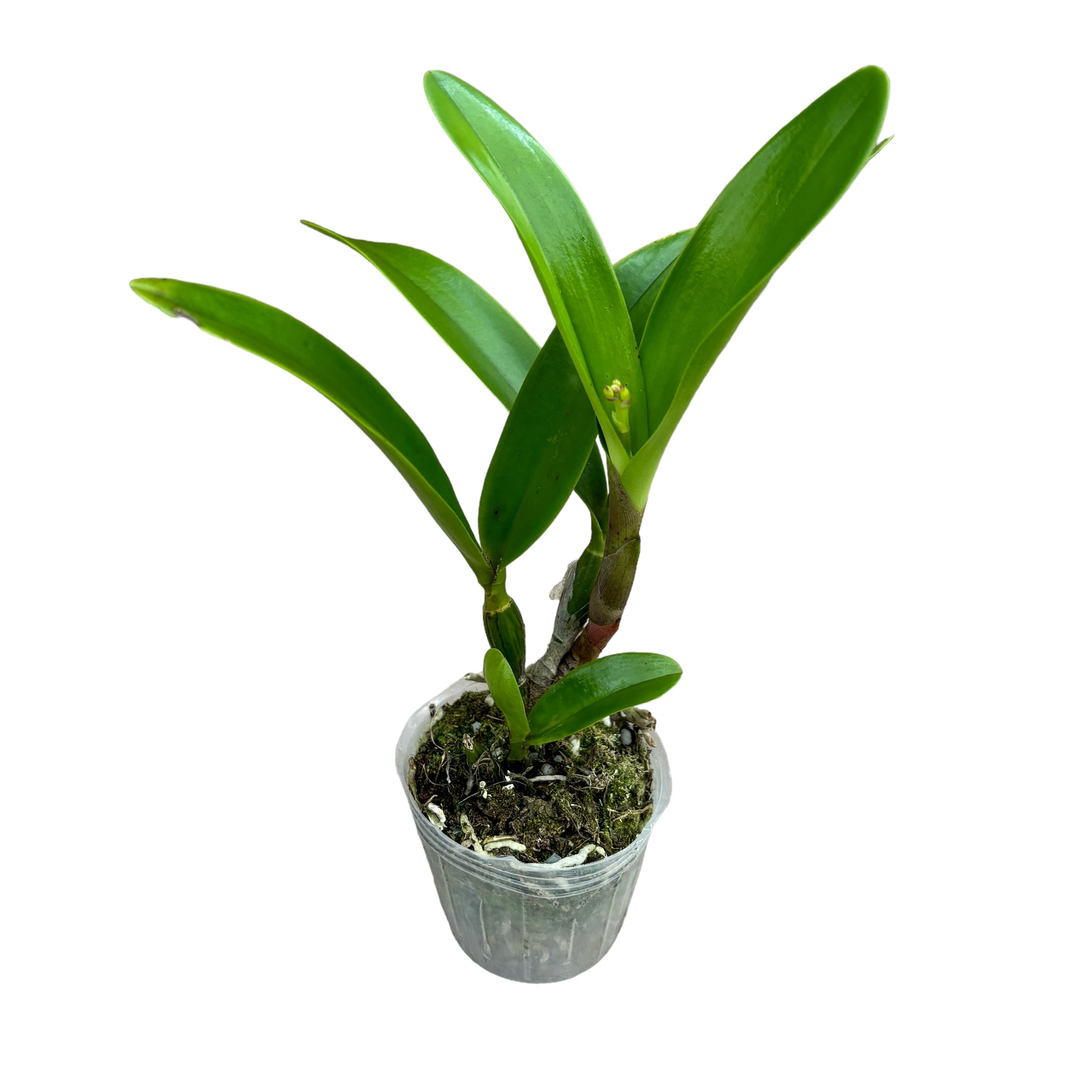 Guaricattonia Pourquoi Pas Marcher