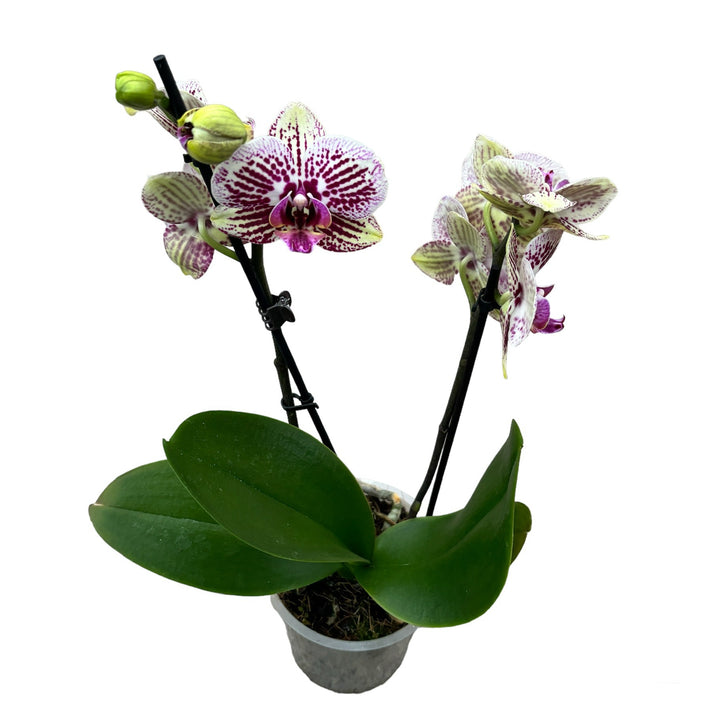 Phalaenopsis Black Stripe