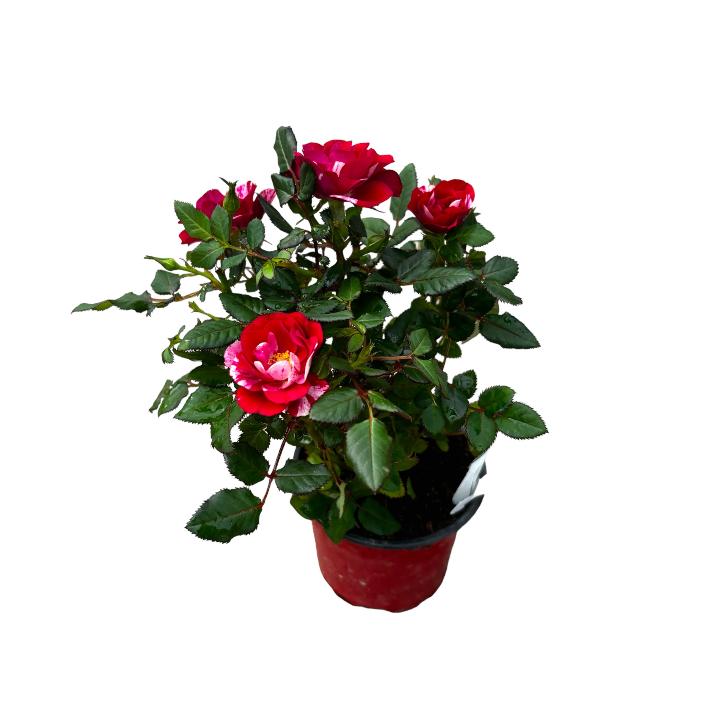 Trandafiri pitici Rosa Gigi™ Parade flori parfumate