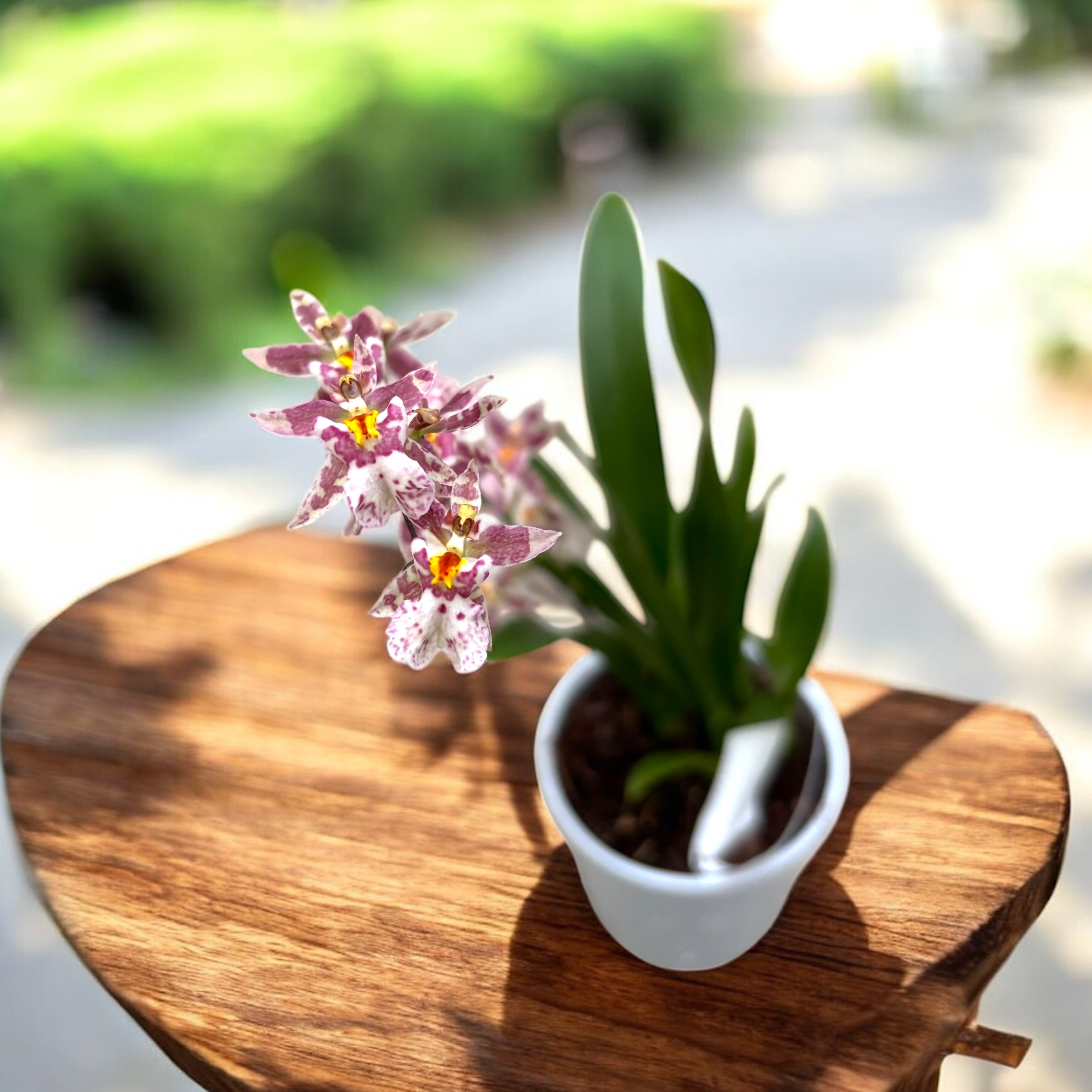 Oncidium (Cyrtocidium) Holm’s Wizard var. pink01 - intensivt doftande blommor