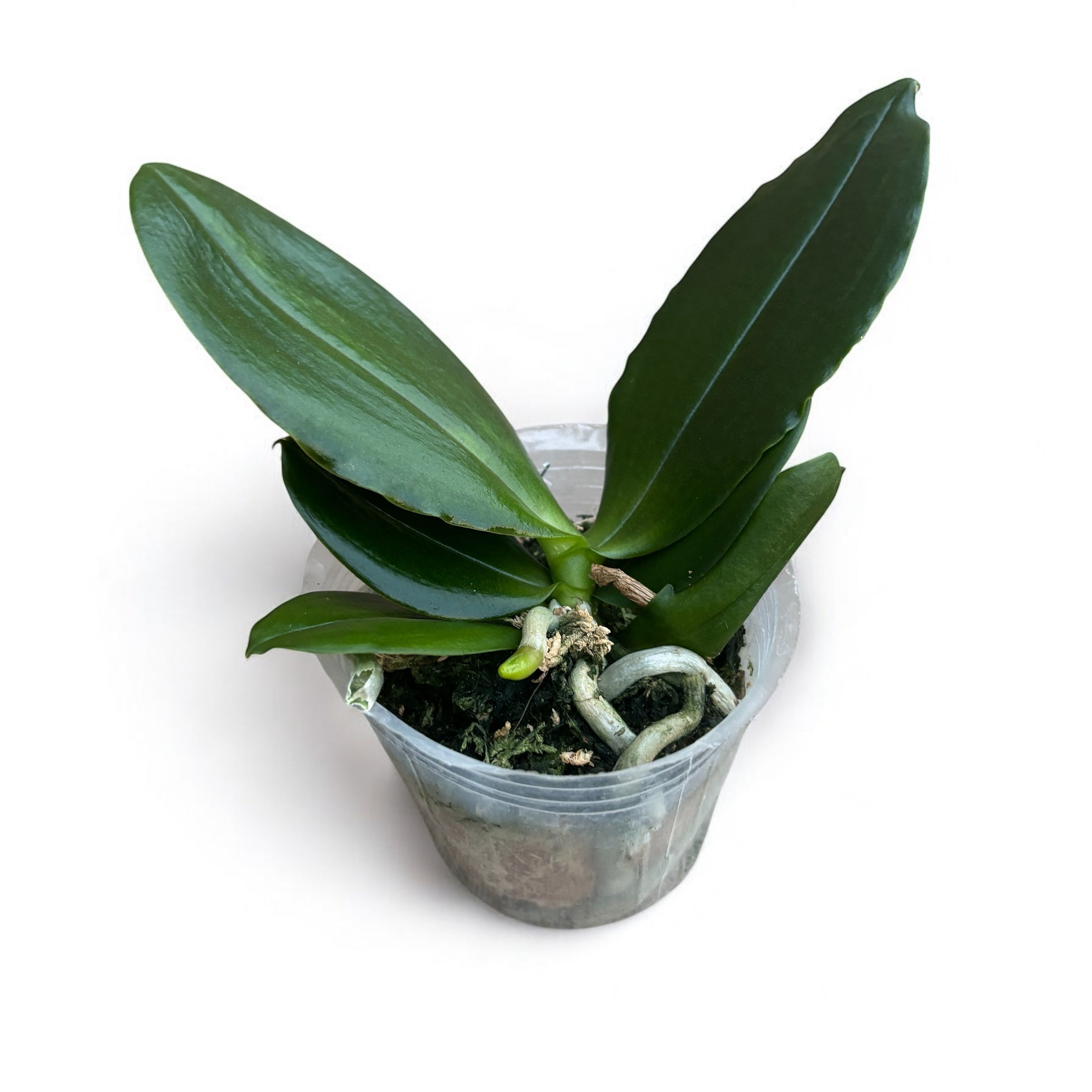 Phalaenopsis Yaphon Cupid *parfumat