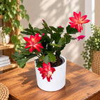 Schlumbergera „Thor Wild Cactus Red”