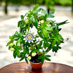 Passiflora caerulea (floarea pasiunii) - arcada