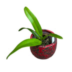 Bc. Keowee 'VI Galaxy' AM/AOS parfumée