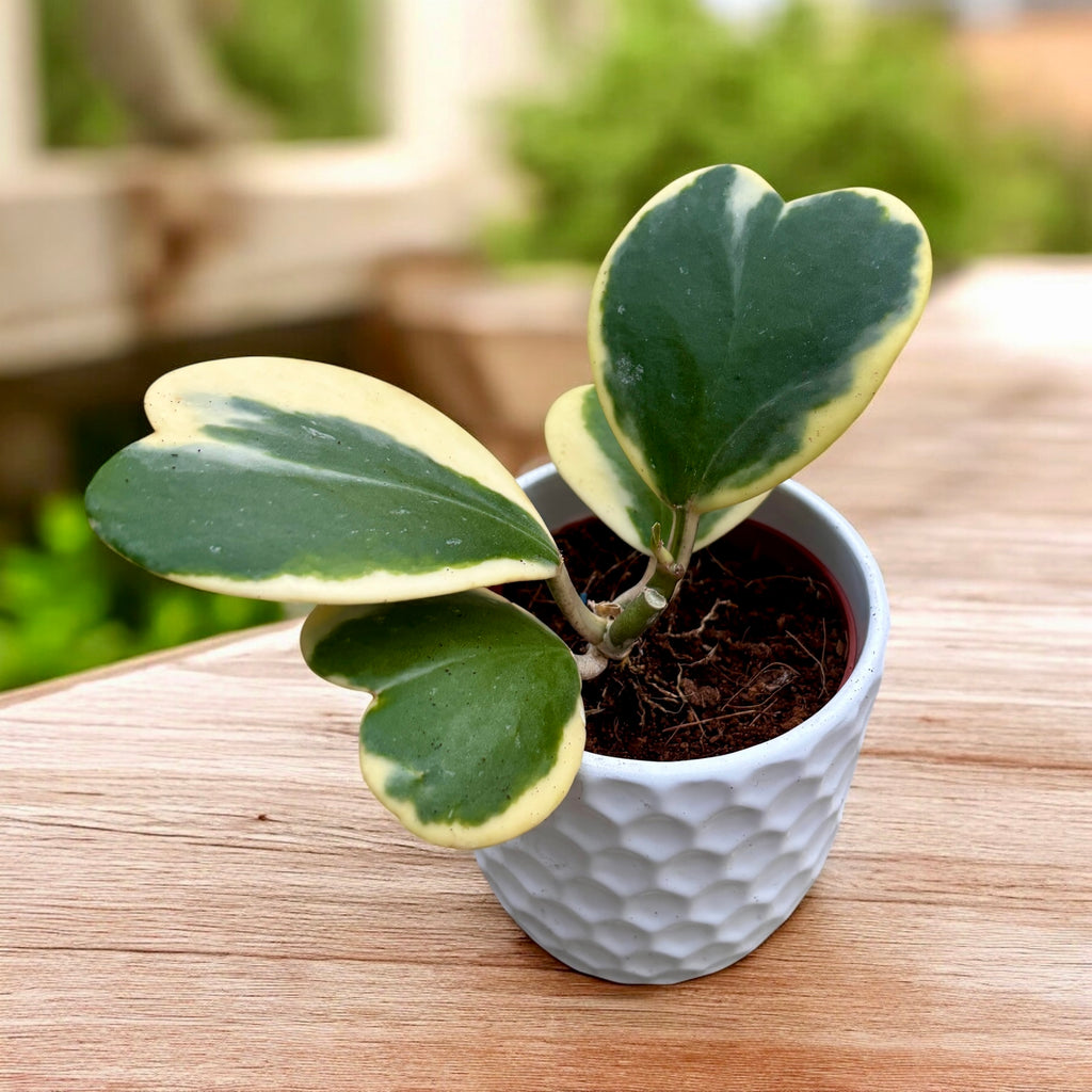 Hoya kerrii 'Albomarginata' - flori parfumate