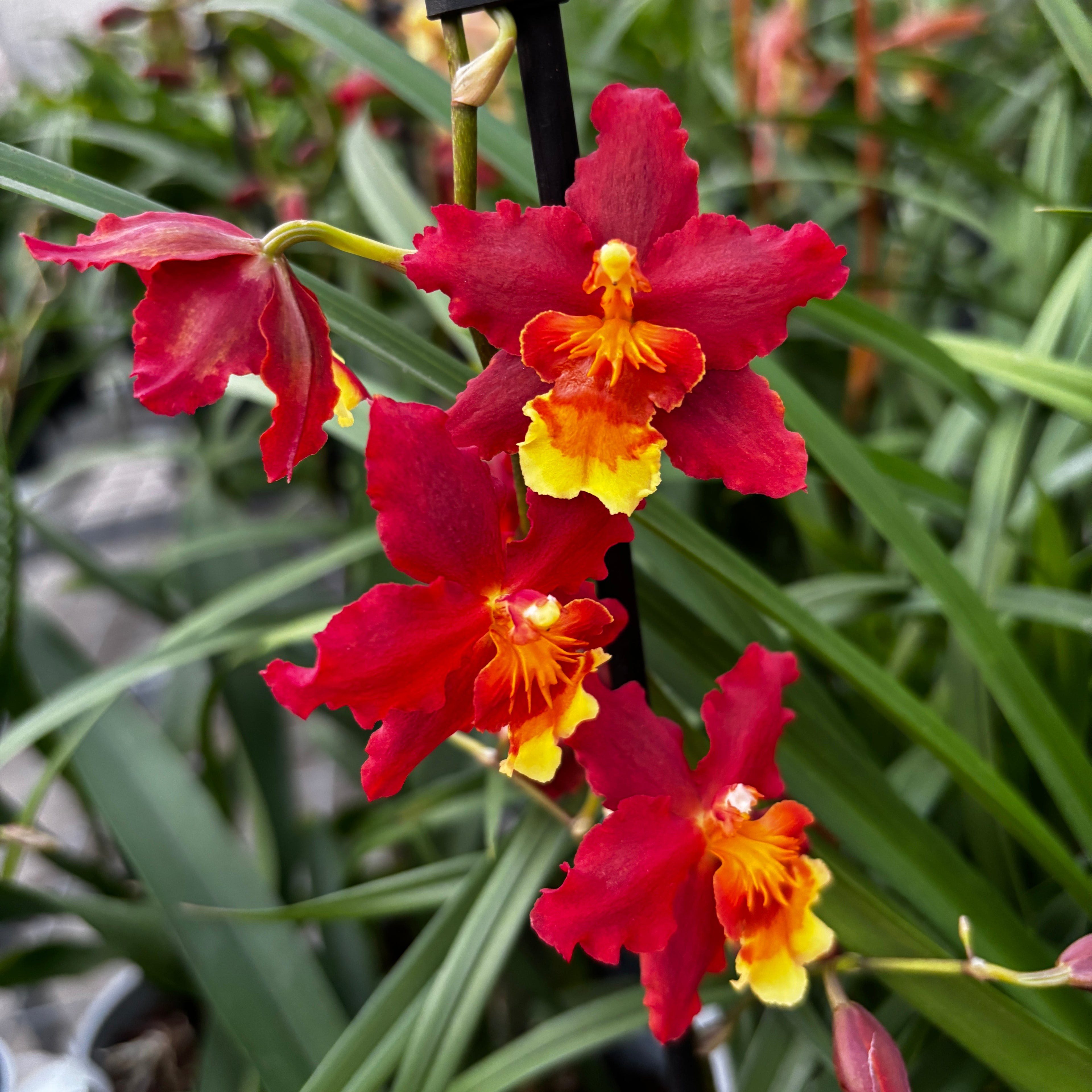 Oncostele Rising Sun ‘Red Sun’