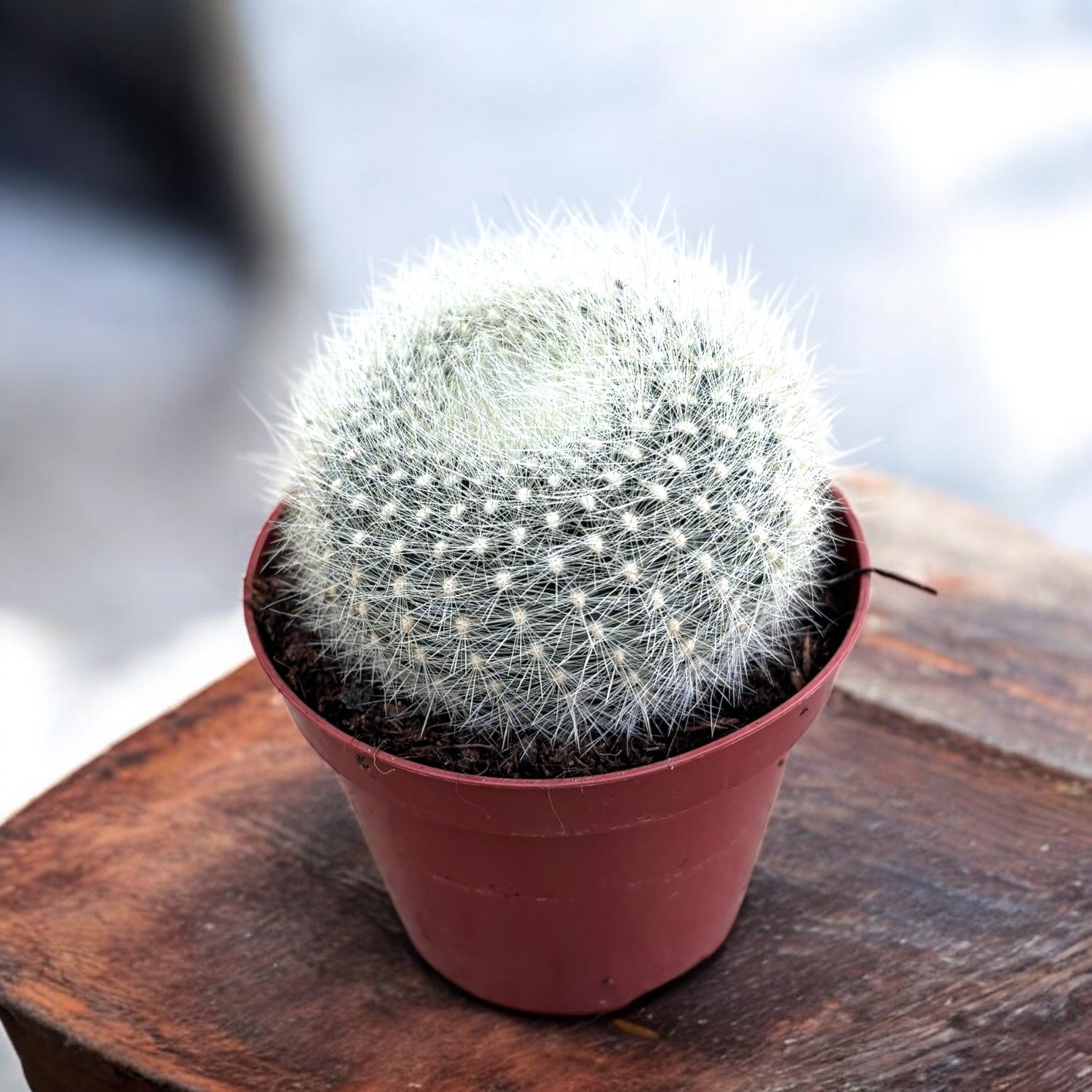 Notocactus Haselbergii (Brasilicactus) - cactus pitic cu flori mari