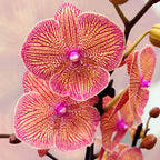 Phalaenopsis Sogo Very Maple (grote lip)