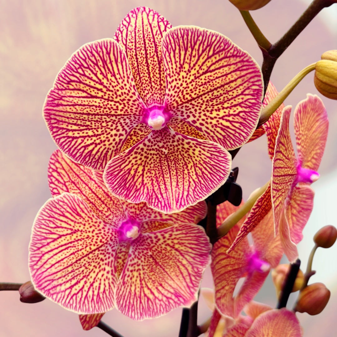 Phalaenopsis Sogo Very Maple (big lip)