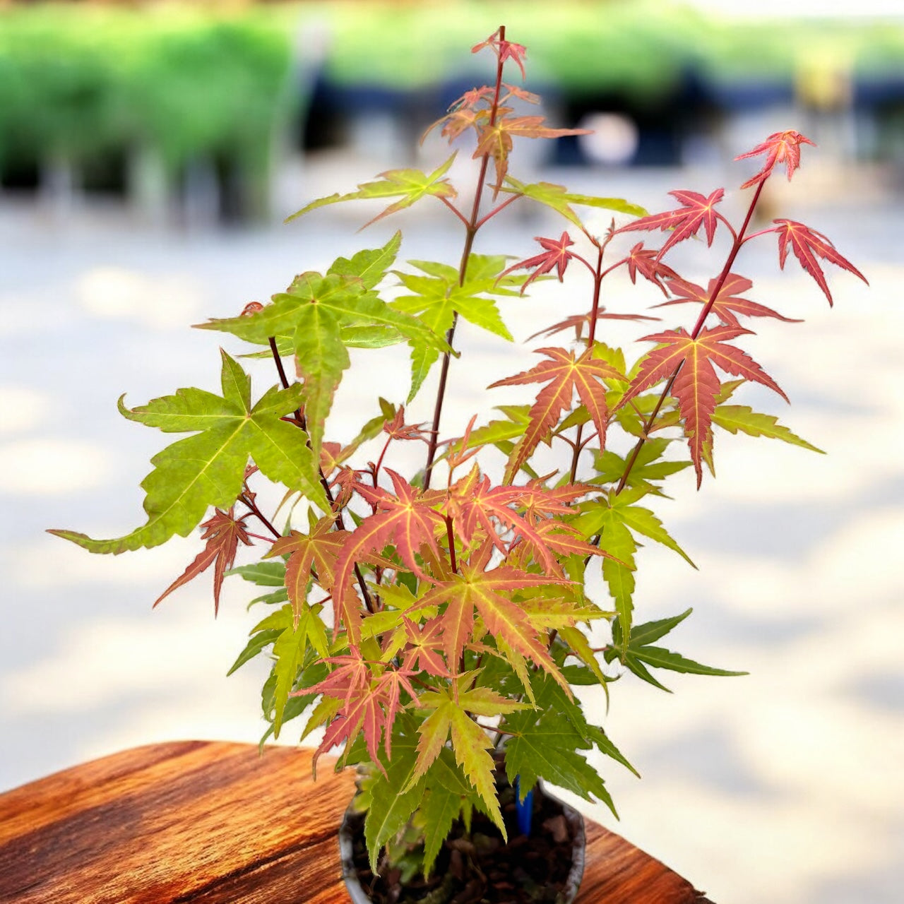 Acer palmatum 'Phoenix' (Artar Japonez)